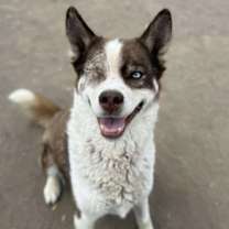 Thumbnail photo of Comet #1