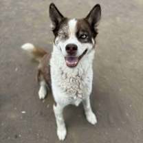 Thumbnail photo of Comet #3