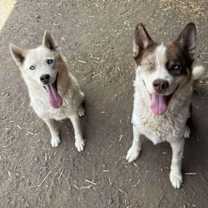 Thumbnail photo of Comet #4