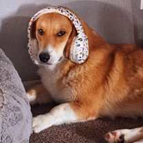 Thumbnail photo of Darling #1