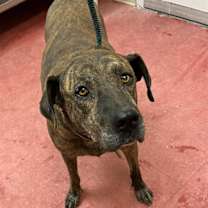 adopt-pet
