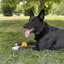 Thumbnail photo of Bodhi #1