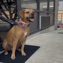 Thumbnail photo of Iris #3