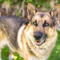 Thumbnail photo of Sheldon #1