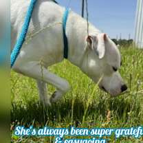 Thumbnail photo of Pebbles #2