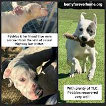 Thumbnail photo of Pebbles #3