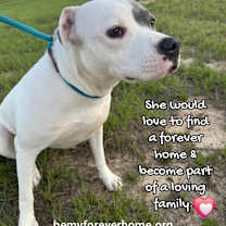 Thumbnail photo of Pebbles #4