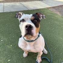 adopt-pet