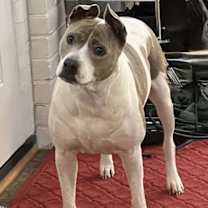 Thumbnail photo of Blue #1