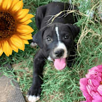 adopt-pet