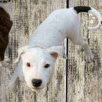 adopt-pet