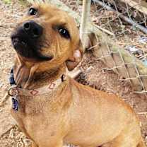 Thumbnail photo of Shorty #3