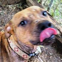 Thumbnail photo of Shorty #4