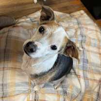 Thumbnail photo of Tippie #1