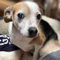 Thumbnail photo of Tippie #2