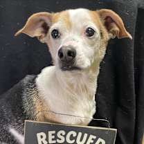 Thumbnail photo of Tippie #3