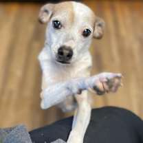 Thumbnail photo of Tippie #4