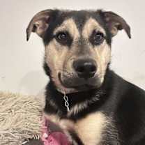 Thumbnail photo of Norbert #4