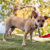 Thumbnail photo of Indie #2