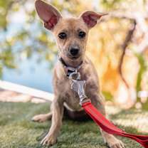 Thumbnail photo of Indie #4