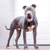 Thumbnail photo of Pogo #3