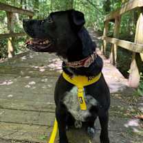 Thumbnail photo of Scout #2