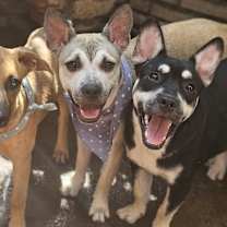 Thumbnail photo of Lando #2