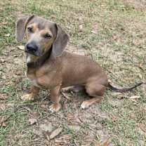 Thumbnail photo of Jasper #1