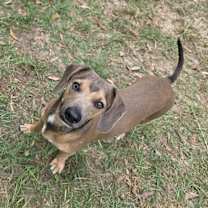 Thumbnail photo of Jasper #2