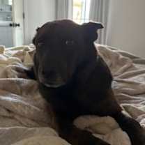 Thumbnail photo of Goose #2