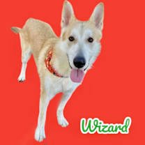 adopt-pet