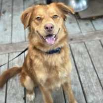 Thumbnail photo of Bailey #1