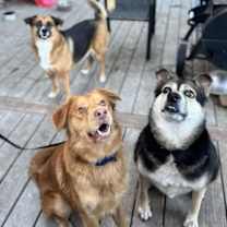 Thumbnail photo of Bailey #2