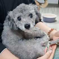 adopt-pet