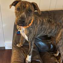 Thumbnail photo of Bocephus $450 #3