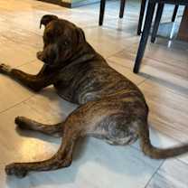 Thumbnail photo of Bocephus $450 #4