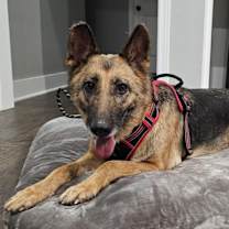 Thumbnail photo of Sweet Leia #4