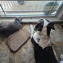 Thumbnail photo of Daisy #4