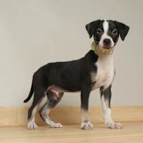 Thumbnail photo of Virginia D66010 #2