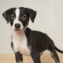 Thumbnail photo of Virginia D66010 #3