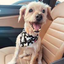 Thumbnail photo of Pops #1