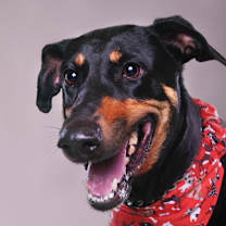 Thumbnail photo of Rice Krispie (Terrell) #1