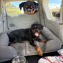 adopt-pet