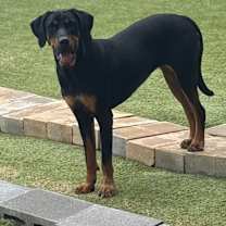 Thumbnail photo of Funyon #1