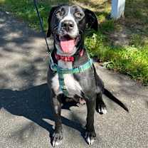 Thumbnail photo of Bella #4