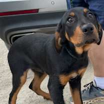 Thumbnail photo of Cheeto #2