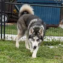 Thumbnail photo of Coby #1