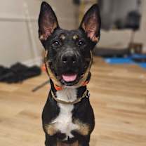 Thumbnail photo of Valkyrie #1