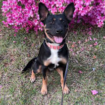 Thumbnail photo of Valkyrie #2