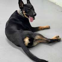 Thumbnail photo of Valkyrie #3